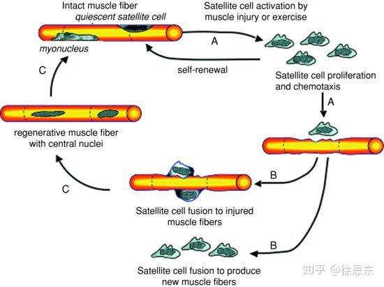 健身类固醇多少钱一针_类固醇健身_健身类固醇的副作用和危害