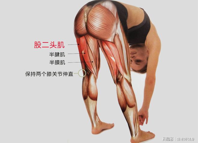 健身完肌肉放松_健身后放松肌肉的方法_健身后放松肌肉的动作视频