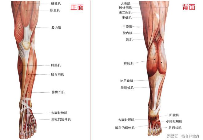 健身后放松肌肉的方法_健身完肌肉放松_健身后放松肌肉的动作视频