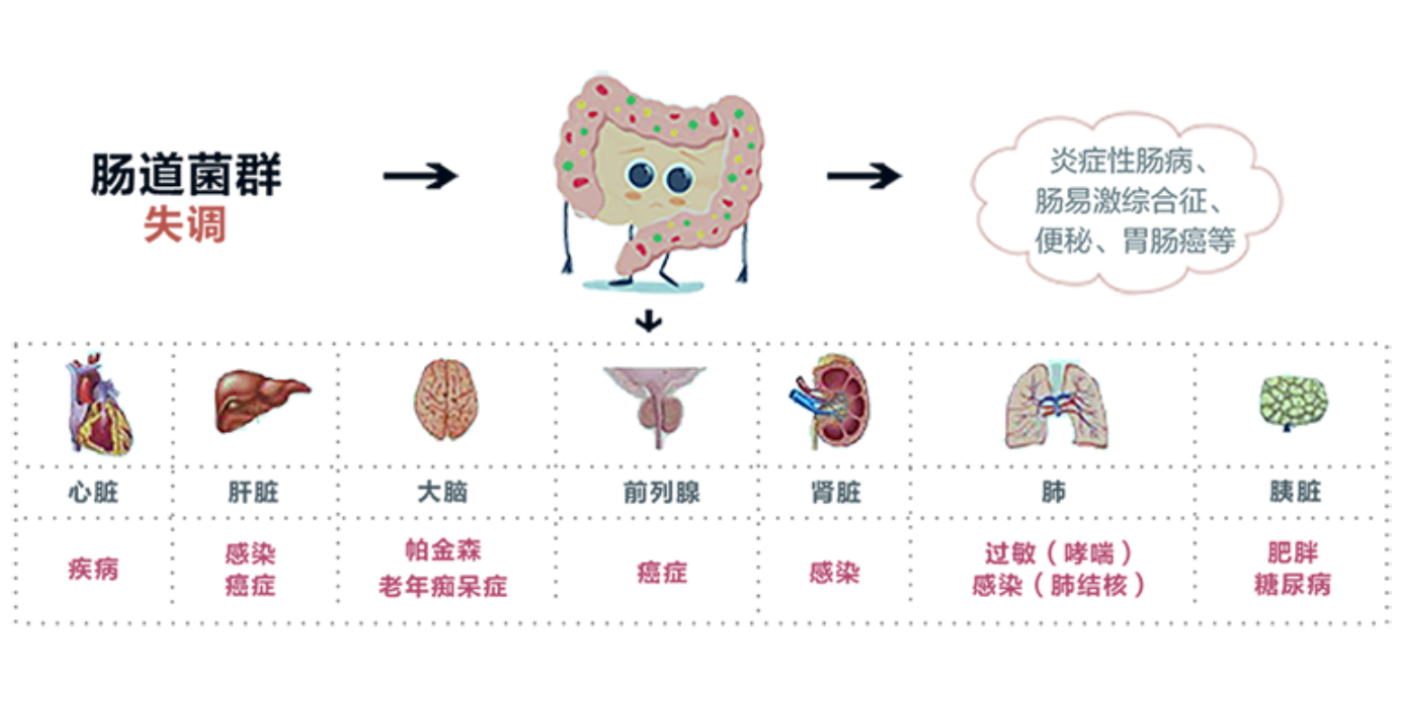 浙江亚健康人群菌群检测准确性高,菌群检测