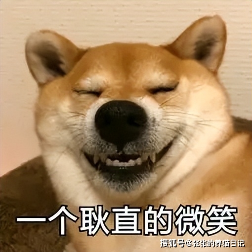 猫咪皮肤亚健康调理_健康调理吴老师真假_猫咪只吃猫粮健康吗