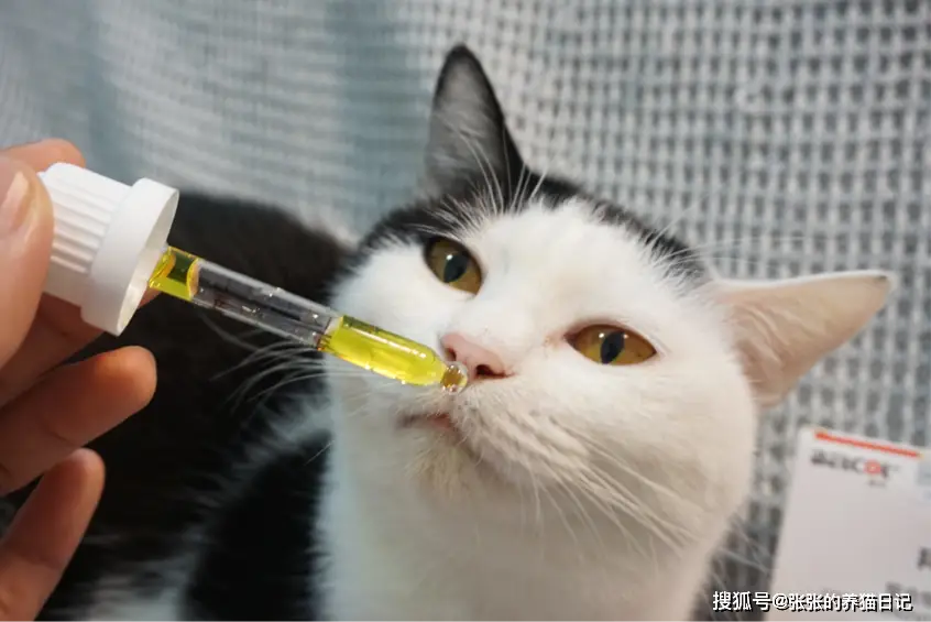 健康调理吴老师真假_猫咪皮肤亚健康调理_猫咪只吃猫粮健康吗