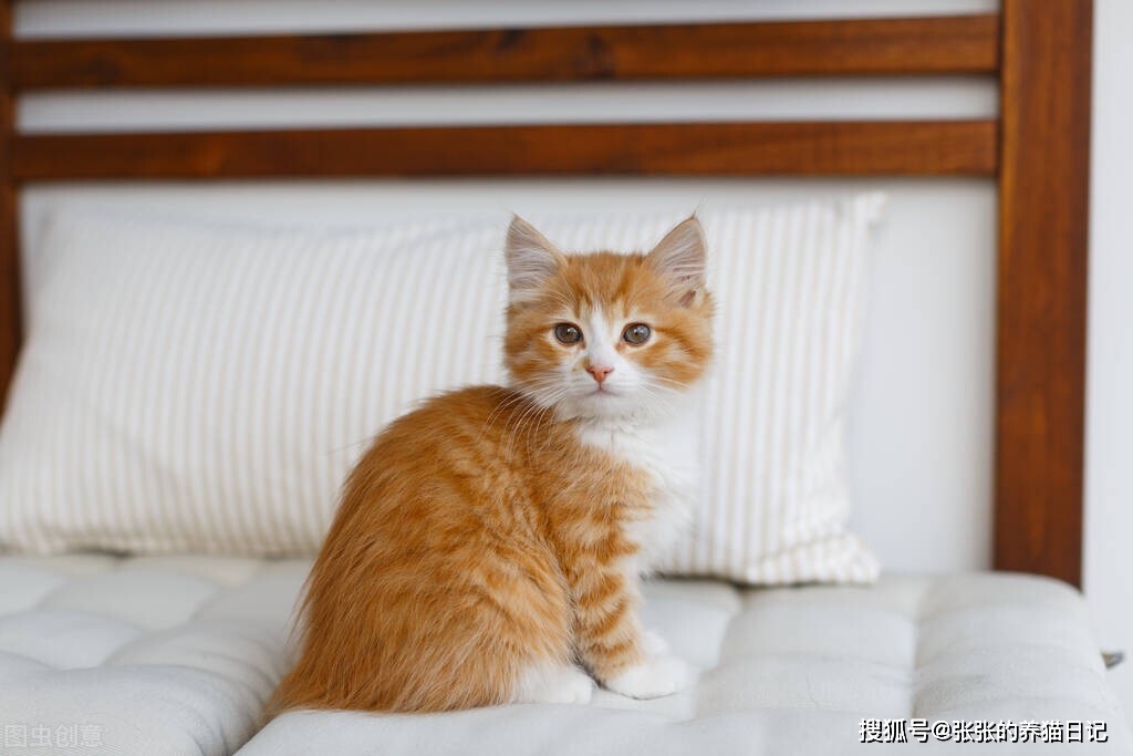 健康调理吴老师真假_猫咪皮肤亚健康调理_猫咪只吃猫粮健康吗