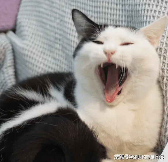 健康调理吴老师真假_猫咪皮肤亚健康调理_猫咪只吃猫粮健康吗